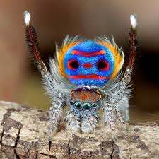 Павлиний паук Maratus volans
